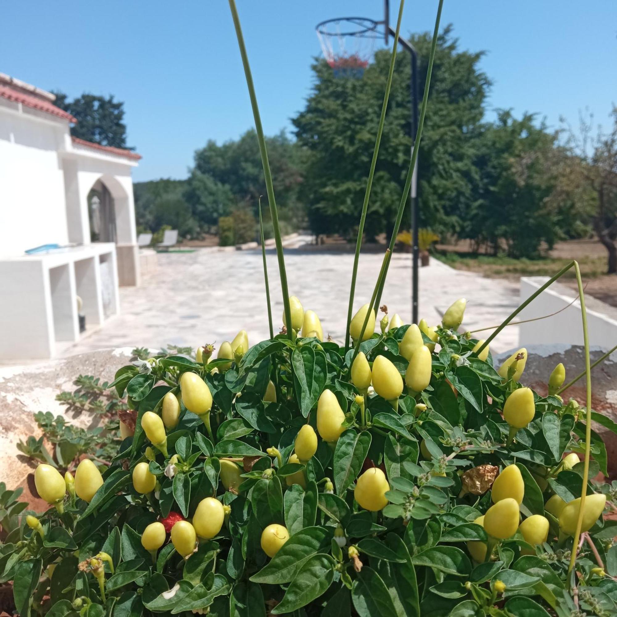 Villa Il Leccio Cisternino Esterno foto
